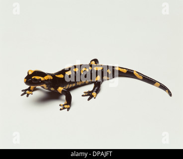 Salamandre de feu, studio shot Banque D'Images