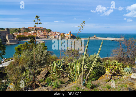 La végétation méditerranéenne avec vue sur la mer avec de beaux village de Collioure, Côte Vermeille, Roussillon, France Banque D'Images