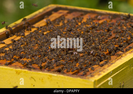 De miel avec les abeilles et le miel Banque D'Images