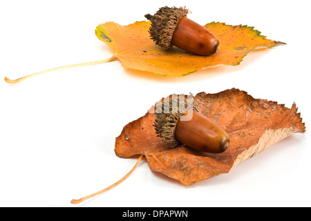 Les glands et les Leafs isolated on white Banque D'Images