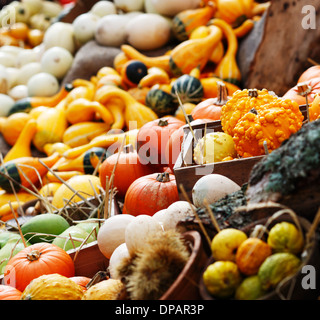 Composition de citrouilles et courges d'hiver et d'été Banque D'Images