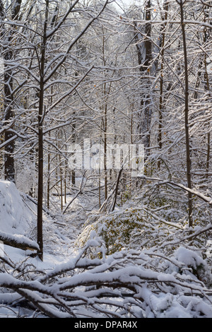 Les arbres tombés dans un ravin lot après décembre 2013 Tempête de neige et glace de Toronto Banque D'Images