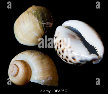 Les étoiles de mer, des moules et coquilles isolated on white Banque D'Images