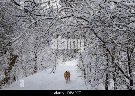 Chien qui court sans laisse sur le chemin forestier du parc avec des arbres couverts de glace et de neige après la crise du verglas à Toronto Banque D'Images