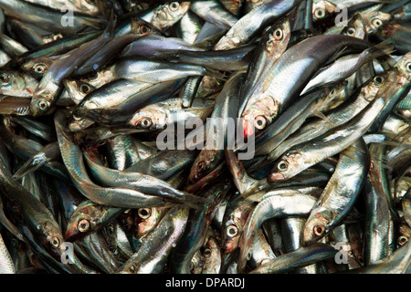 Matières premières fraîches sur sprat fisf market Banque D'Images