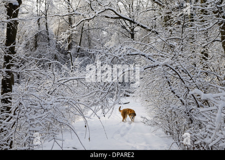 Sans laisse shaggy dog pet sur la forêt enneigée avec chemin d'arbres courbés recouvert de glace et neige après verglas à Toronto Banque D'Images