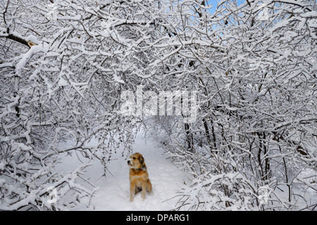 Chien assis sous les arbres pliés couverte de glace et de neige sur un chemin forestier après la crise du verglas à Toronto Banque D'Images