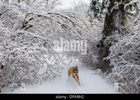 Chien qui court sans laisse sur le chemin forestier du parc avec des arbres couverts de glace et de neige après la tempête à Toronto Banque D'Images