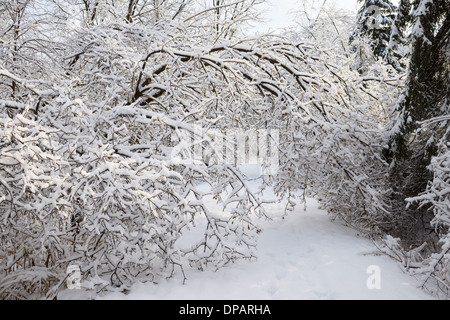 Neige arbres lourdement chargés qui pèsent sur chemin forestier le long de la rivière Humber et de glace après une tempête de neige Toronto Banque D'Images