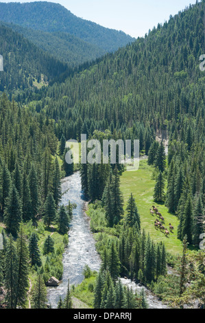 Troupeau de chevaux en cours d'exécution, le sud du Colorado près de Echo Canyon Banque D'Images