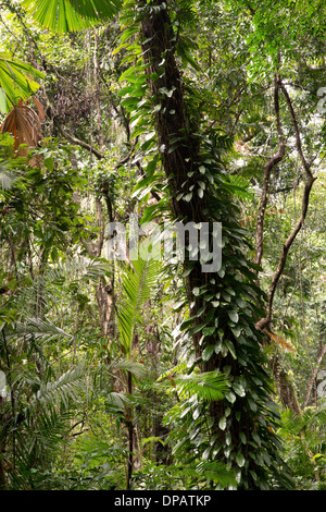 Parc national de Daintree, Queensland, Australie Banque D'Images