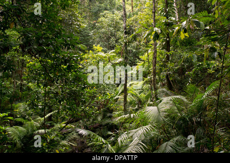 Parc national de Daintree, Queensland, Australie Banque D'Images