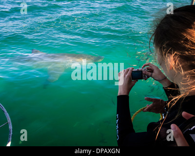 Plongée en cage avec de grands requins blancs Banque D'Images