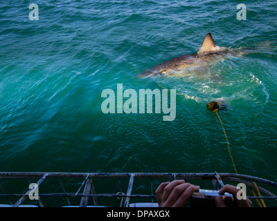 Grand requin blanc cercles sur la surface de la retenue de câble la shark cage submergée rempli de plongeurs Banque D'Images