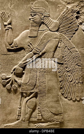 Le nord-ouest du Palais Royal d'Assurnazirpal II Nimrud 883-859 av. J.-C. en Mésopotamie Iraq ( Kalhu Musée assyrien Assyrie ) Banque D'Images