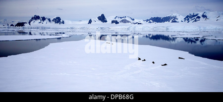 Paysage de l'Antarctique - croisière parmi les icebergs Banque D'Images