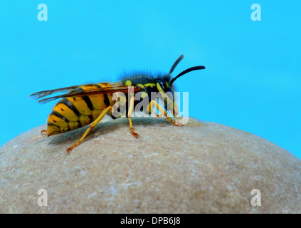 Macro de travailleuse, guêpe Vespula germanica allemand. Essex UK Banque D'Images