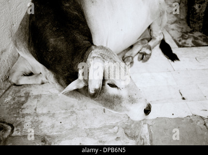 La photographie de voyage - une vache sacrée à Udaipur au Rajasthan en Inde en Asie du Sud. Animal Banque D'Images