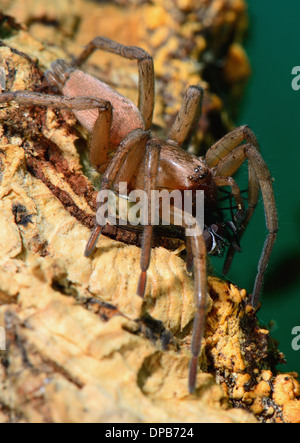 Grand brun poilu de manger une araignée bleue voler, dans l'Essex, UK Banque D'Images