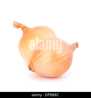 Oignon isolé sur fond blanc Banque D'Images