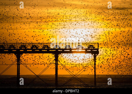 Aberystwyth, Pays de Galles, Royaume-Uni. 11 janvier 2014. À la fin d'une semaine qui a vu d'énormes tempêtes détruisant une grande partie de la promenade victorienne d'Aberystwyth, des dizaines de milliers d'étourneaux toujours revenir à roost sous les pier au crépuscule photo Credit : Keith morris/Alamy Live News Banque D'Images