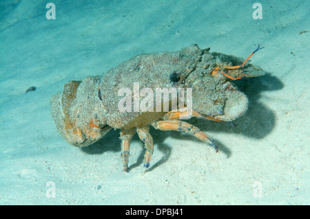 Cigale de mer méditerranée Scyllarides latus) (Red Sea, Egypt, Africa Banque D'Images