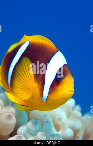 Poissons clowns ou Twoband poisson clown (Amphiprion bicinctus). Red Sea, Egypt, Africa Banque D'Images