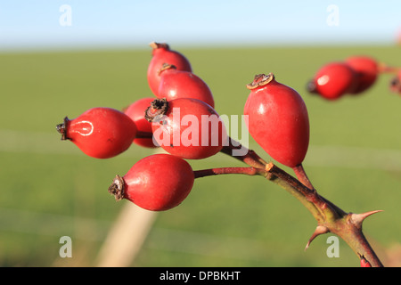 De l'églantier, rosa canina rose chien Banque D'Images