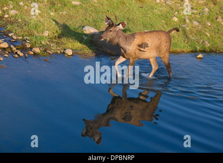 Cerfs Sambar - photographiée au parc national de Corbett (Inde) Banque D'Images