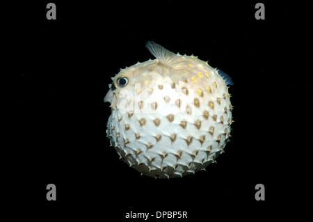 Burrfish Cyclichthys spilostylus Spotbase (), en plongée de nuit. Red Sea, Egypt, Africa Banque D'Images