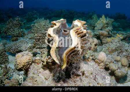 Clam maxima ou petit bénitier (Tridacna maxima) Red Sea, Egypt, Africa Banque D'Images