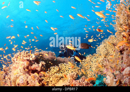 À la plongée à lyretail coralfish, lyretail anthias, Goldie, mer ou scalefin anthia (Pseudanthias squamipinnis), Red Sea, Egypt Banque D'Images