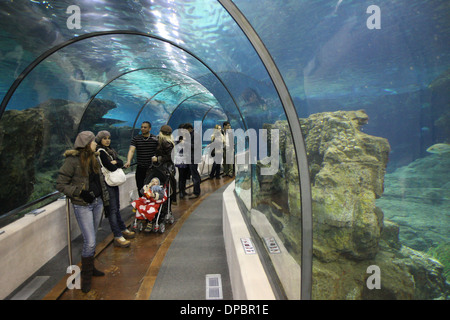 Avec les requins de l'Aquarium de Barcelone Banque D'Images