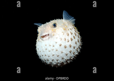 Burrfish Cyclichthys spilostylus Spotbase (), en plongée de nuit. Red Sea, Egypt, Africa Banque D'Images