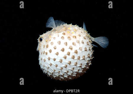 Burrfish Cyclichthys spilostylus Spotbase (), en plongée de nuit. Red Sea, Egypt, Africa Banque D'Images