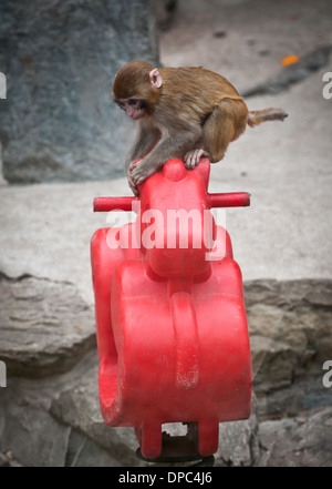 Singe Macaca mulatta communément appelé macaque rhésus ou Nazuri singe dans Zoo de Beijing dans le district de Xicheng, Beijing, Chine Banque D'Images