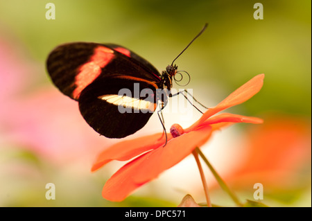 Facteur rouge papillon Tropical perché sur une fleur orange Banque D'Images