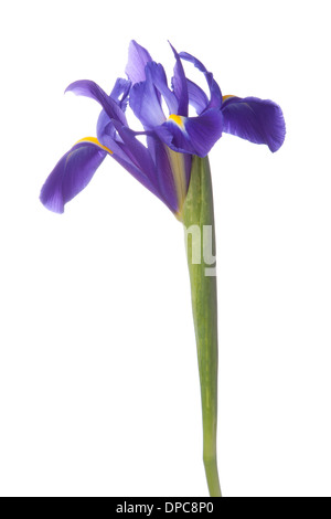 Iris bleu ou blueflag flower isolated on white background Banque D'Images