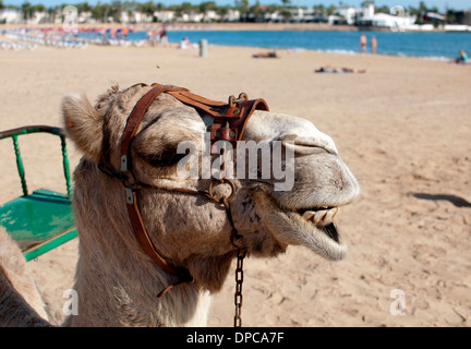 Camel sur la plage, Caleta de Fuste, Fuerteventura, Îles Canaries, Espagne. Banque D'Images