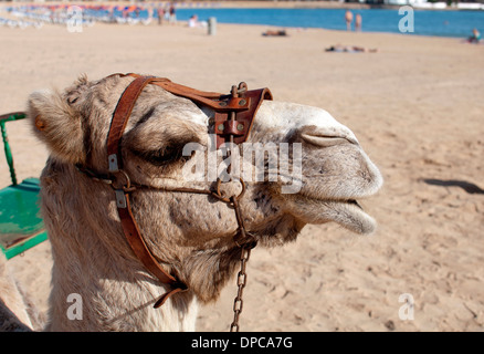 Camel sur la plage, Caleta de Fuste, Fuerteventura, Îles Canaries, Espagne. Banque D'Images