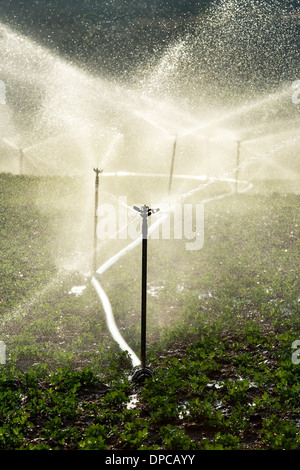 Arroser les plantes d'Arachide / arachide en Inde avec aspersion d'eau. L'Andhra Pradesh, Inde Banque D'Images