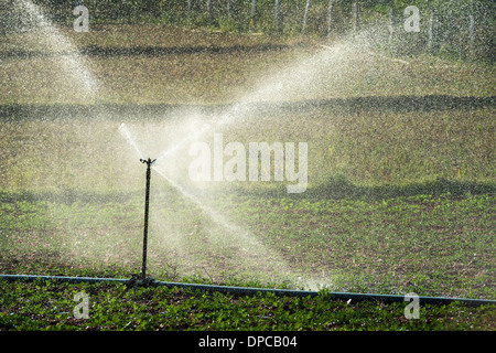 Arroser les plantes d'Arachide / arachide en Inde avec aspersion d'eau. L'Andhra Pradesh, Inde Banque D'Images