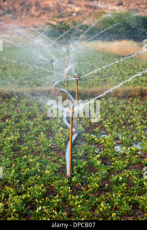 Arroser les plantes d'Arachide / arachide en Inde avec aspersion d'eau. L'Andhra Pradesh, Inde Banque D'Images