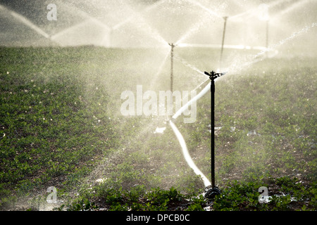 Arroser les plantes d'Arachide / arachide en Inde avec aspersion d'eau. L'Andhra Pradesh, Inde Banque D'Images