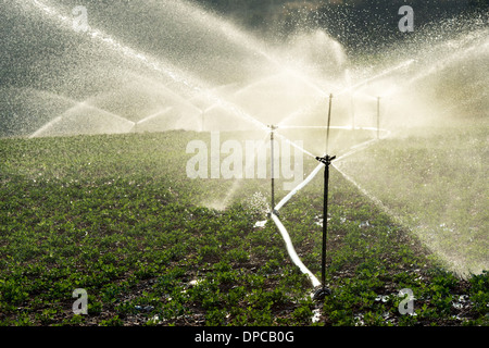 Arroser les plantes d'Arachide / arachide en Inde avec aspersion d'eau. L'Andhra Pradesh, Inde Banque D'Images