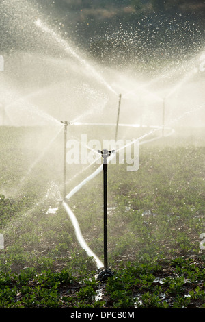 Arroser les plantes d'Arachide / arachide en Inde avec aspersion d'eau. L'Andhra Pradesh, Inde Banque D'Images