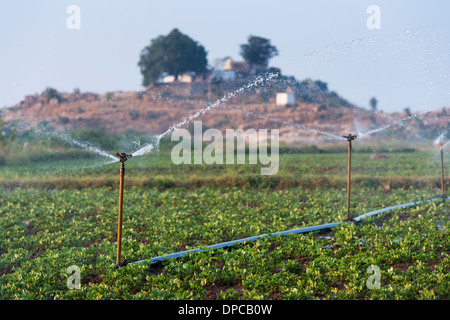 Arroser les plantes d'Arachide / arachide en Inde avec aspersion d'eau. L'Andhra Pradesh, Inde Banque D'Images