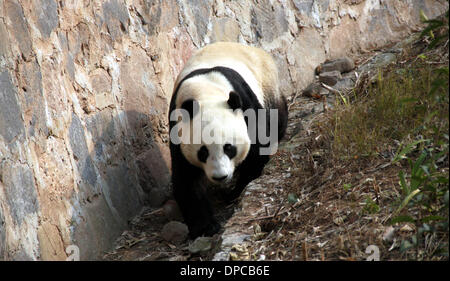 Dujiangyan, Zoo de San Diego aux Etats-Unis sur le 5 août 2009. 12Th Jan, 2014. Panda géant Yun Zi repose à la base de Dujiangyan la protection du panda géant et Centre de recherche de la Chine dans la ville de Dujiangyan, dans le sud-ouest de la province chinoise du Sichuan, le 12 janvier 2014. Yun Zi, né à la Zoo de San Diego aux États-Unis le 5 août 2009, retourné à la Chine le 11 janvier 2014. Le mâle cub Yun Zi était le cinquième cub né au zoo de San Diego par sa mère Bai Yun. Credit : Liu Hai/Xinhua/Alamy Live News Banque D'Images