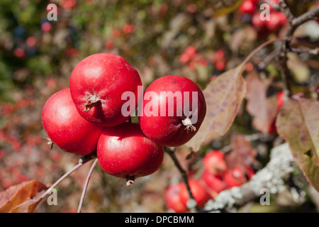 Turku : Botanical Gardens : Paradise Apples Banque D'Images