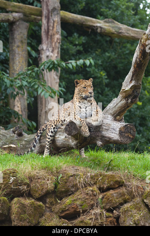 Sri-Lankais Leopard (Panthera pardus kotiya). Sous-espèces en voie de disparition. Le zoo de Banham. Le Norfolk. L'Angleterre. Banque D'Images